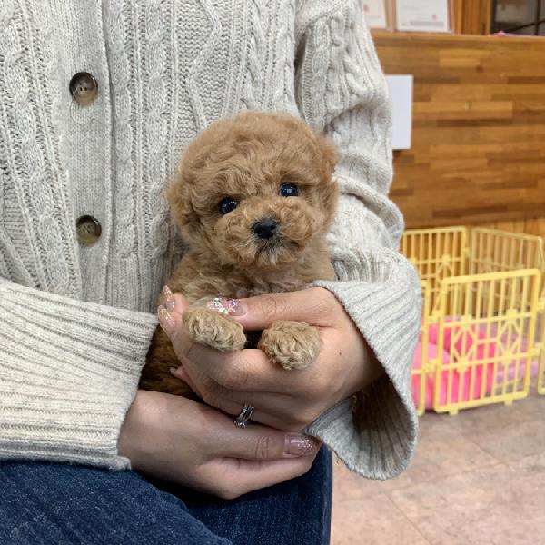 Disponibili cuccioli di barboncino maschi e femmine. - media 2